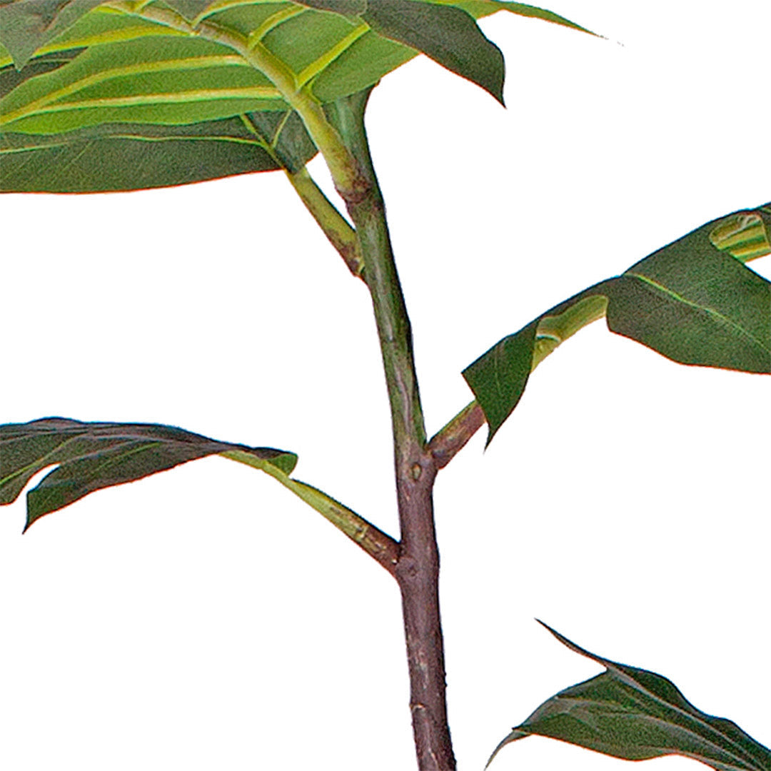 SOGA 4X 90cm 2-Trunk Artificial Natural Green Split-Leaf Philodendron Tree Fake Tropical Indoor Plant Home Office Decor