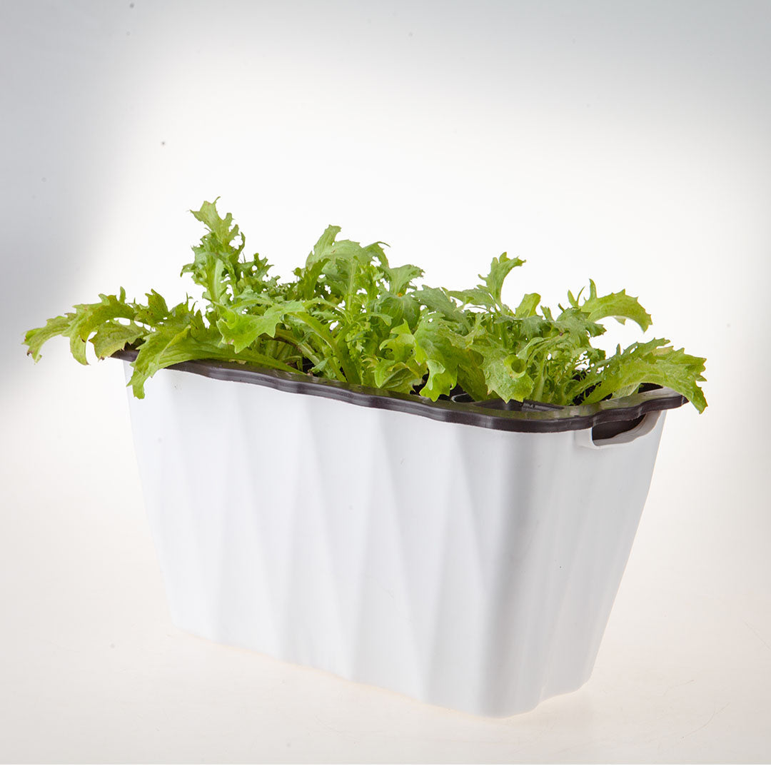 White Flowerpot