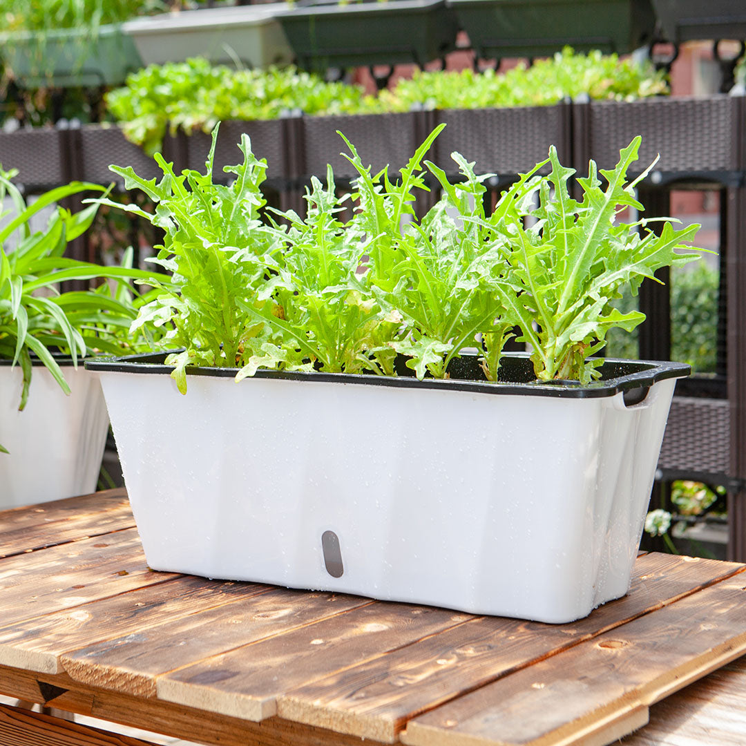White Flowerpot