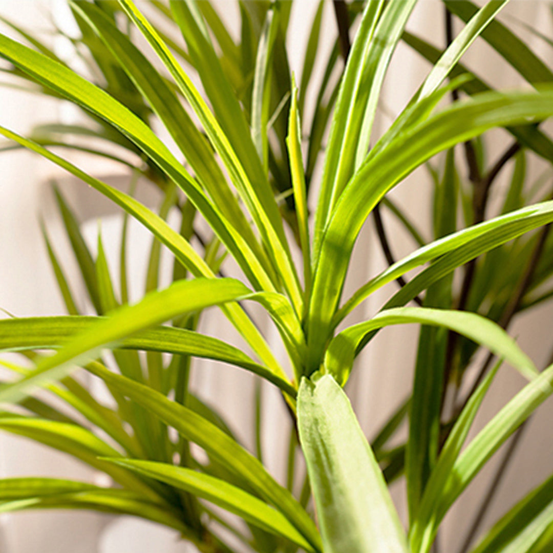Dracaena Dragon Artificial Plant