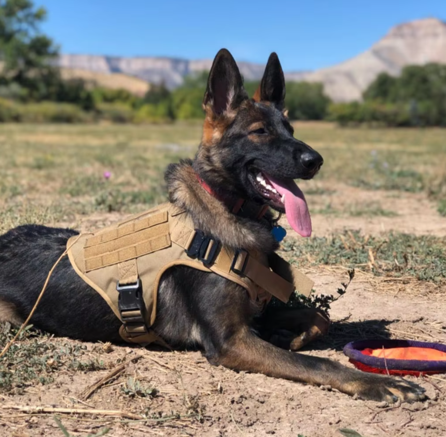 Tactical No-Pull Harness