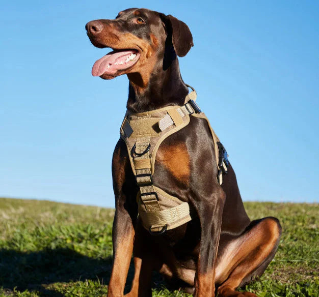 Tactical No-Pull Harness