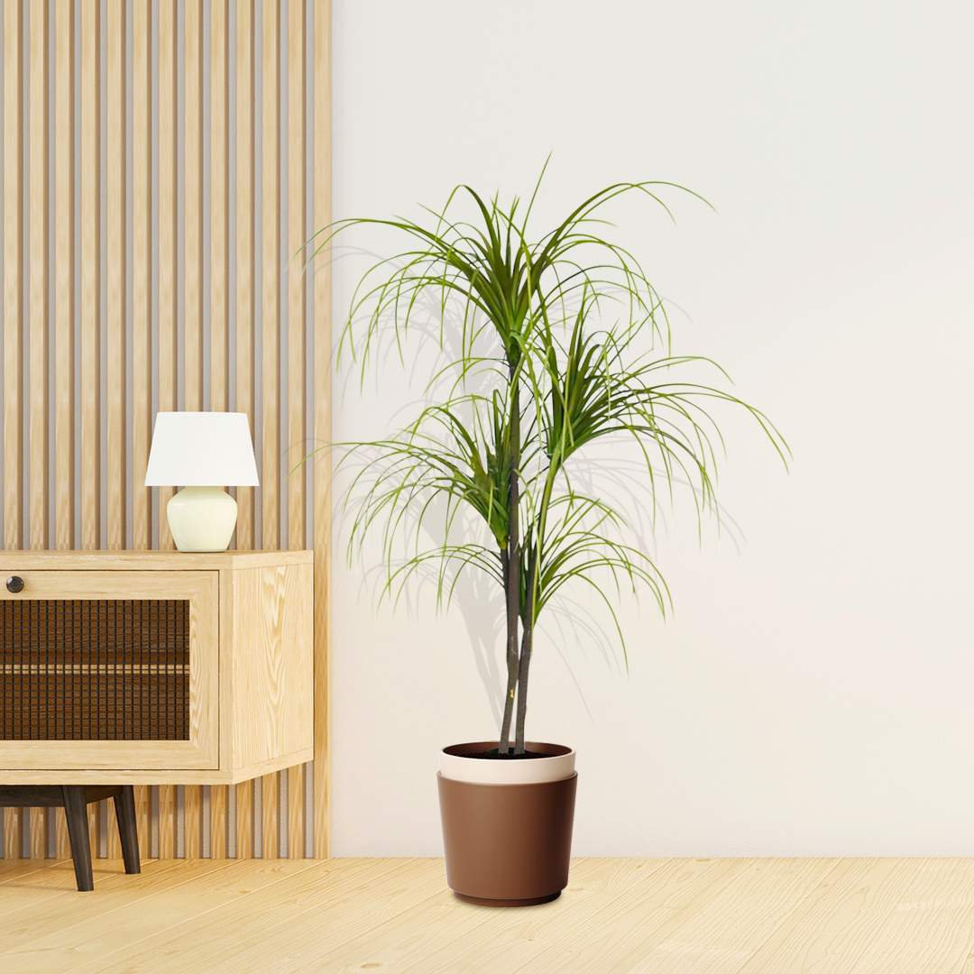 Artificial Dracaena Plant