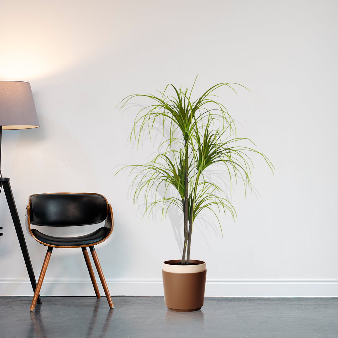 Artificial Dracaena Plant
